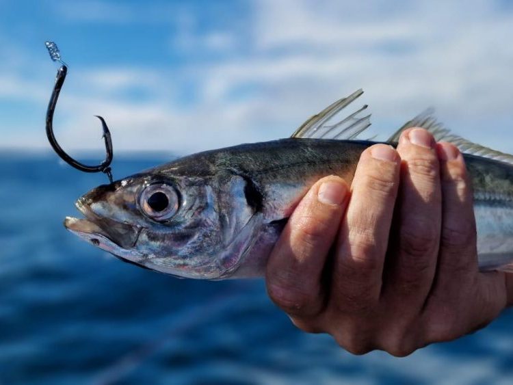 Pêche du thon rouge : bien choisir ses vifs et savoir les escher  correctement - DPSG